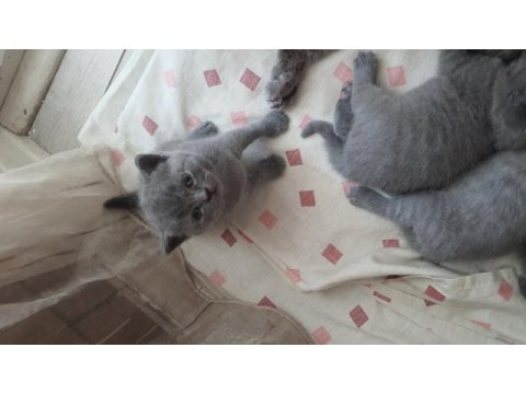 Scottish fold british shorthair yavrular