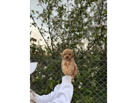 Maltipoo güzelliği 