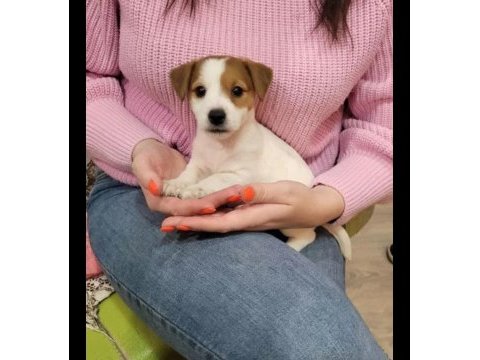 Jack russell bebek köpekler