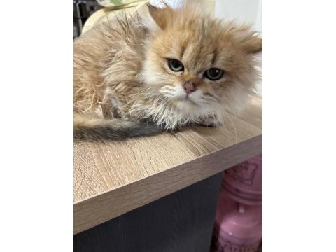 British longhair golden
