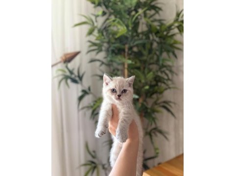 Brıtısh shorthair sılver point yavrularım 