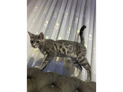 Kaliteli sağlıklı bengal kedisi yavrular