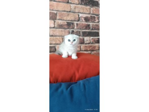 Scottish fold dişi yavru