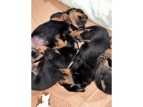 Koca kafa rottweiler yavruları