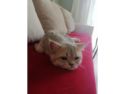 6-12 aylık british shorthair