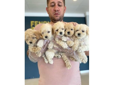 Gerçek maltipoo yavrular ankara mağazamızda görün