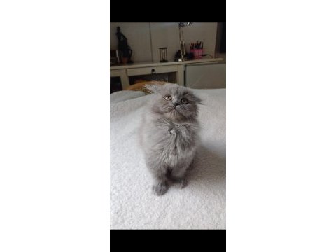Anne altından british longhair bebekler