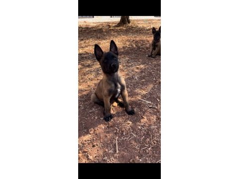 Belçika malinois köpeği
