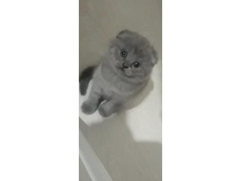 British shorthair scottish fold yavrular