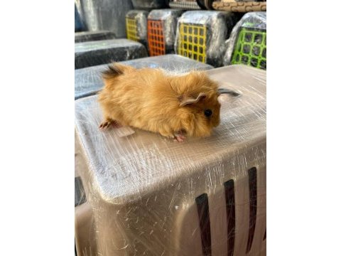 Guinea pig ler
