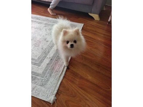 Erkek pomeranian 10 aylık