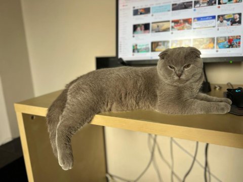 Scottish fold yaşında