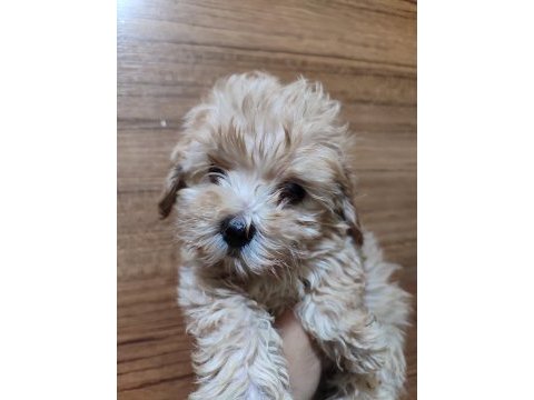 F2 duble dizayn baby maltipoo