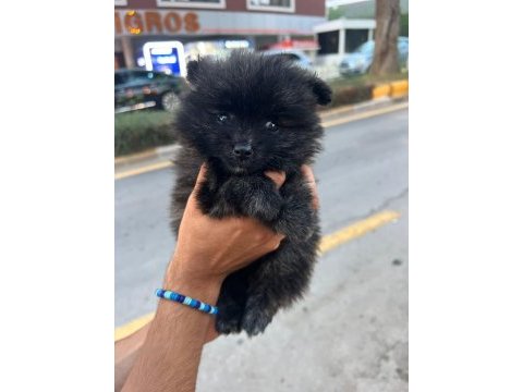 Pomeranian bebeklerim uygun