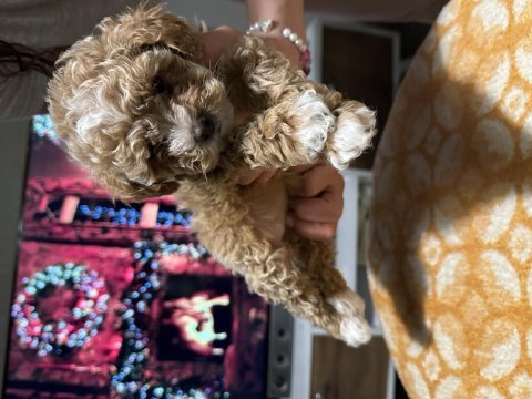 Egzotik çift renk toy poodle