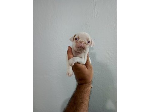 Pug mops minikler