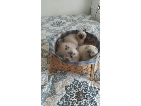 British shorthair yavru kediler