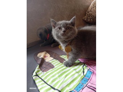 Scottish fold aşkı