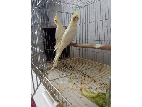 Takım lutino sultan papağanı