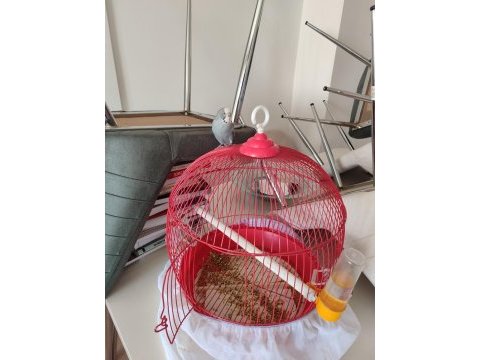 1 yaşında erkek tatlı muhabbet kuşu