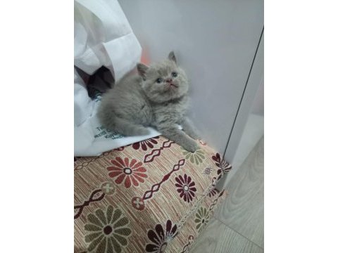 Ayi surat lilac british shorthair yavrular