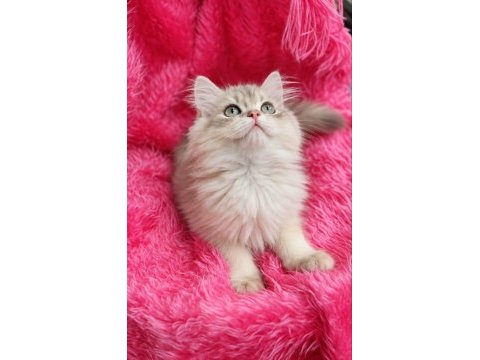 British longhair golden prens