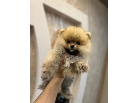 Teacup pomeranian boo