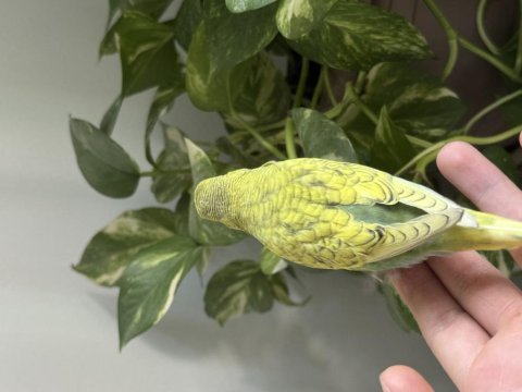 Ele alışık fıstık muhabbet kuşu