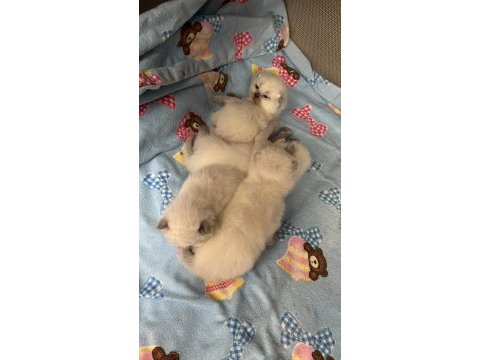 British shorthair blue point