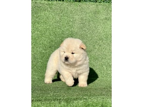 Chow chow yavrularım