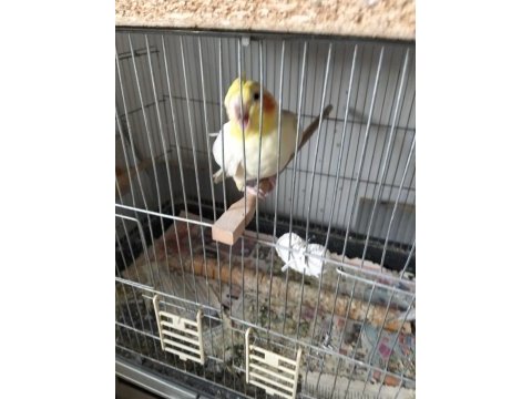 Sultan papağanı çift