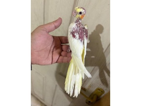 39 günlük sultan papağanı kusursuz lutino bebek