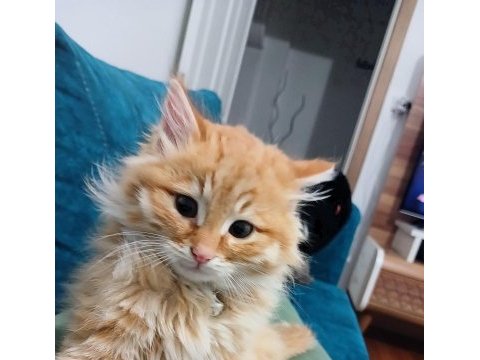 Sarman acil sağlık sebeplerinden dolayı sahiplendirilecektir