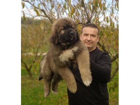Kafkas çoban köpeği yavrumuz