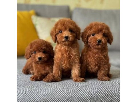 Kıpkırmızı maltipoo bebekler yeni evine gitmeye hazır