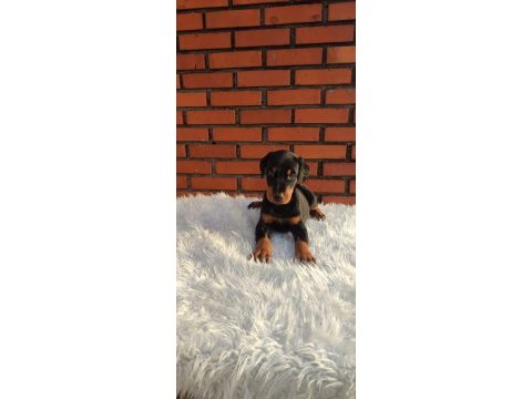 Irkının üst düzey temsilcileri bizde doberman