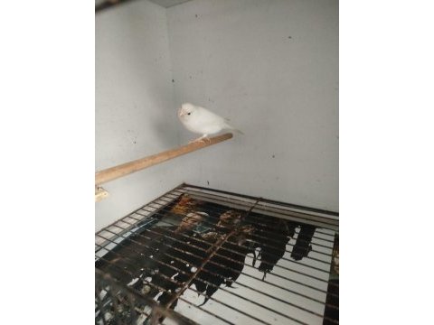 Dişi ve erkek kanaryalar