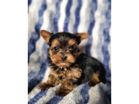 Irk ve sağlık garantili yorkshire terrier