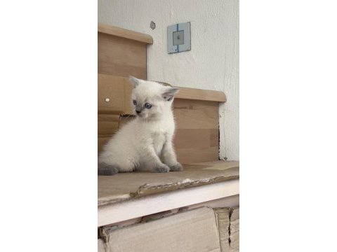 3 dişi 1 erkek british shorthair