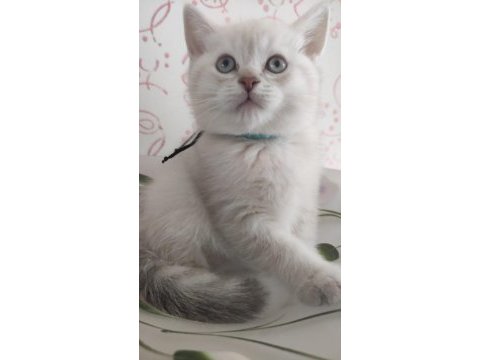 British shorthair erkek hemen teslim