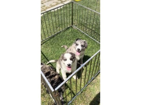 Zeka ve eğlence merle renk border collie yavrular