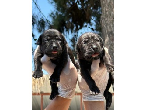 Cane corso köpekler