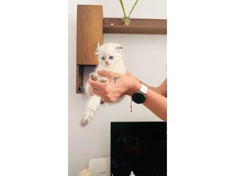 Top kafa maviş göz scottish fold