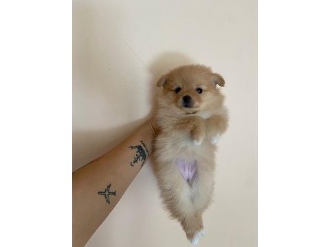 Pomeranian boo 50 günlük