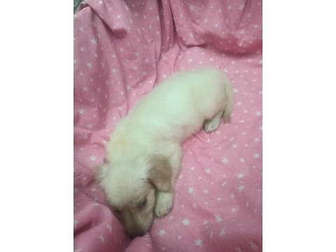 2 aylık golden retriever