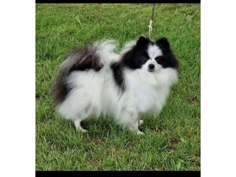 Panda model güzellik abidesi dişi pomeranian