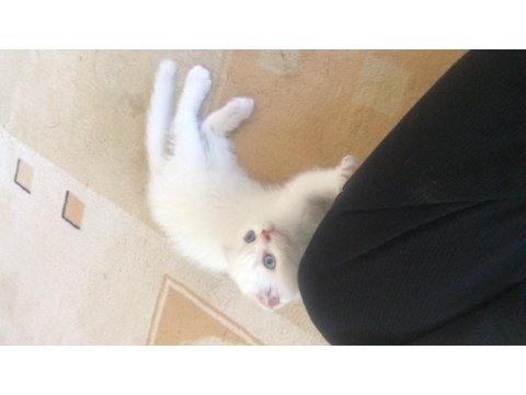 Safkan erkek yavru kedim