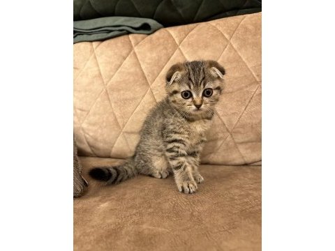 Scottish fold kedimize yuva arıyoruz