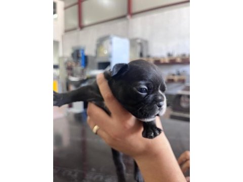 4 erkek ve 1 dişi french bulldog