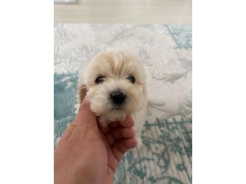 Orjinal maltese terrier yavrularımız